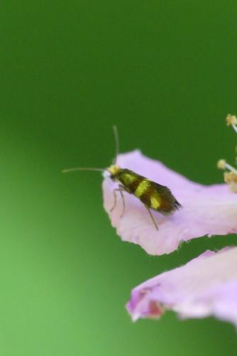 Réf. 305 004 : Micropterix aglaella